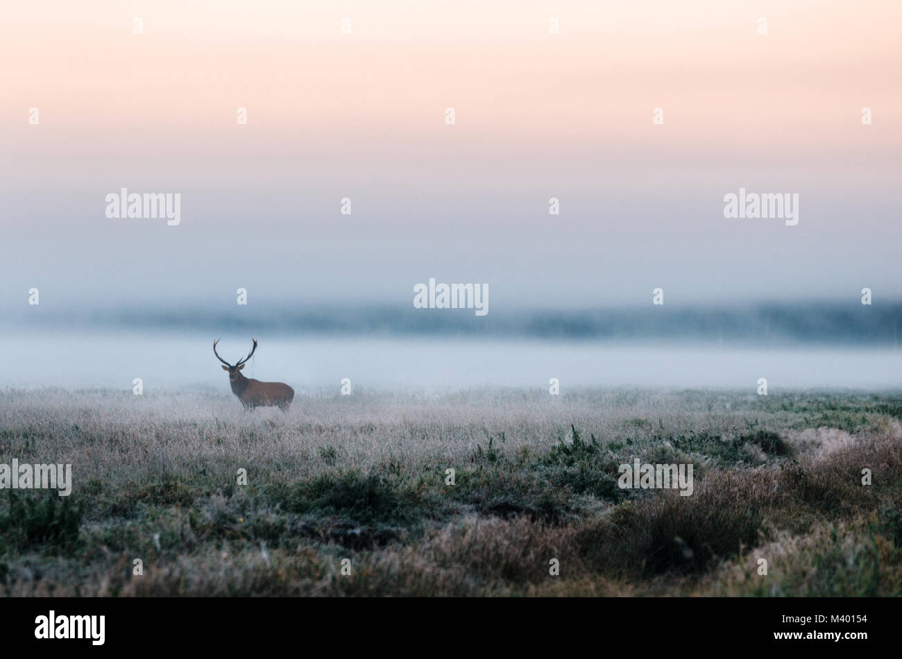 Beautiful red deer stag on the snowy field near the foggy misty forest landscape in autumn in Belarus. Stock Photo