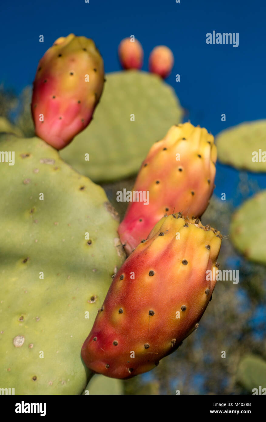 Prickly pear fruits.Opuntia ficus-indica.Mallorca Island.Spain Stock Photo