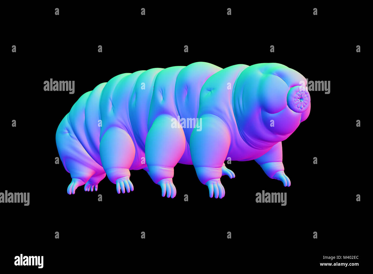 tardigrade, water bear isolated on black background Stock Photo