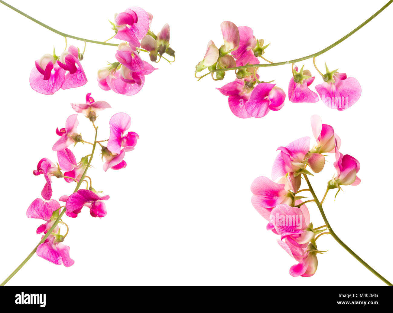 Soft pink sweet pea lathyrus flowers isolated against a white background Stock Photo