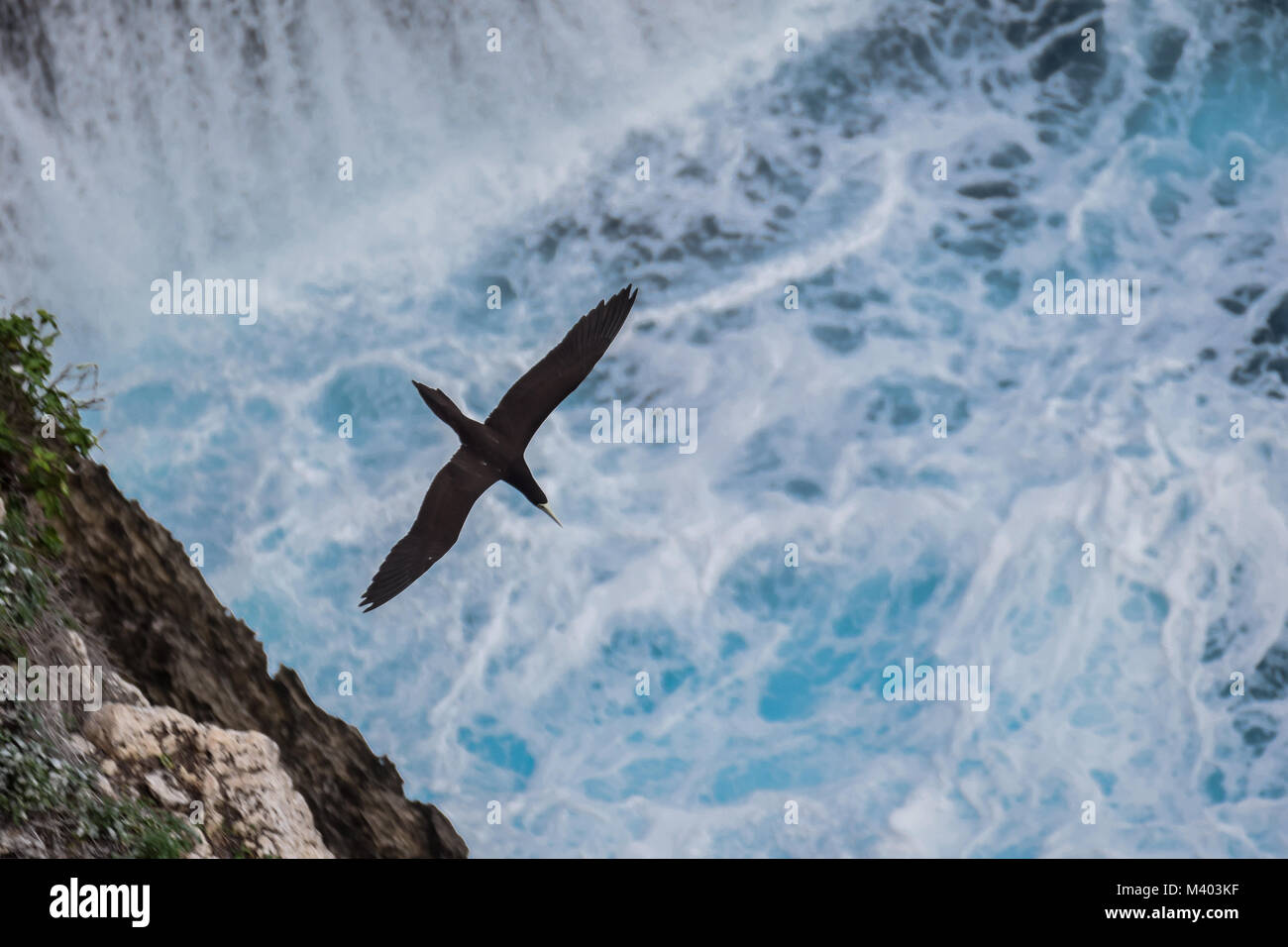 Brown booby (Sula leucogaster) seabird flying near a cliff over a wild blue ocean in Tonga Stock Photo