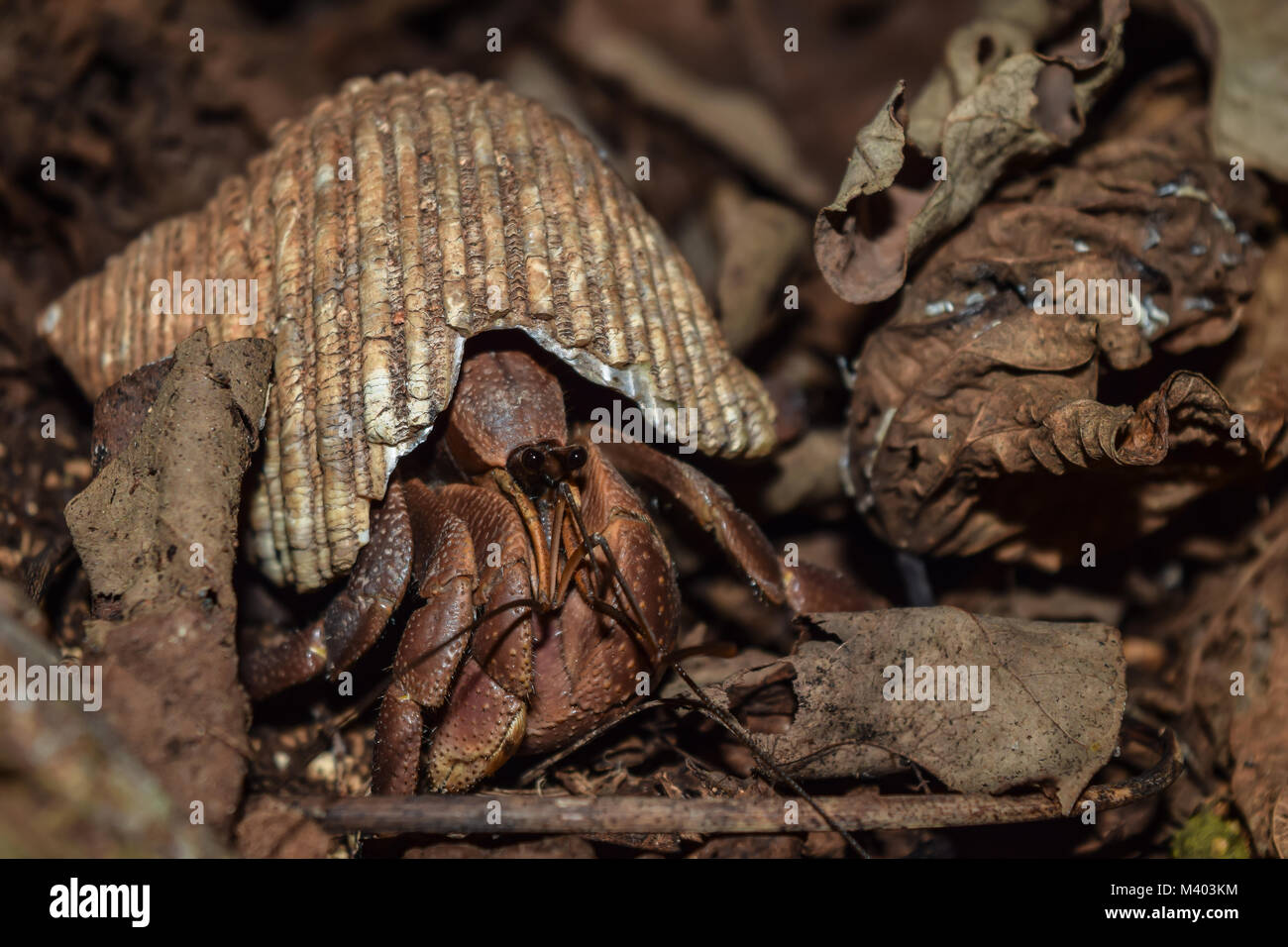 Land hermit crab camoflagued among brown leaf litter, peering out of its shell Stock Photo