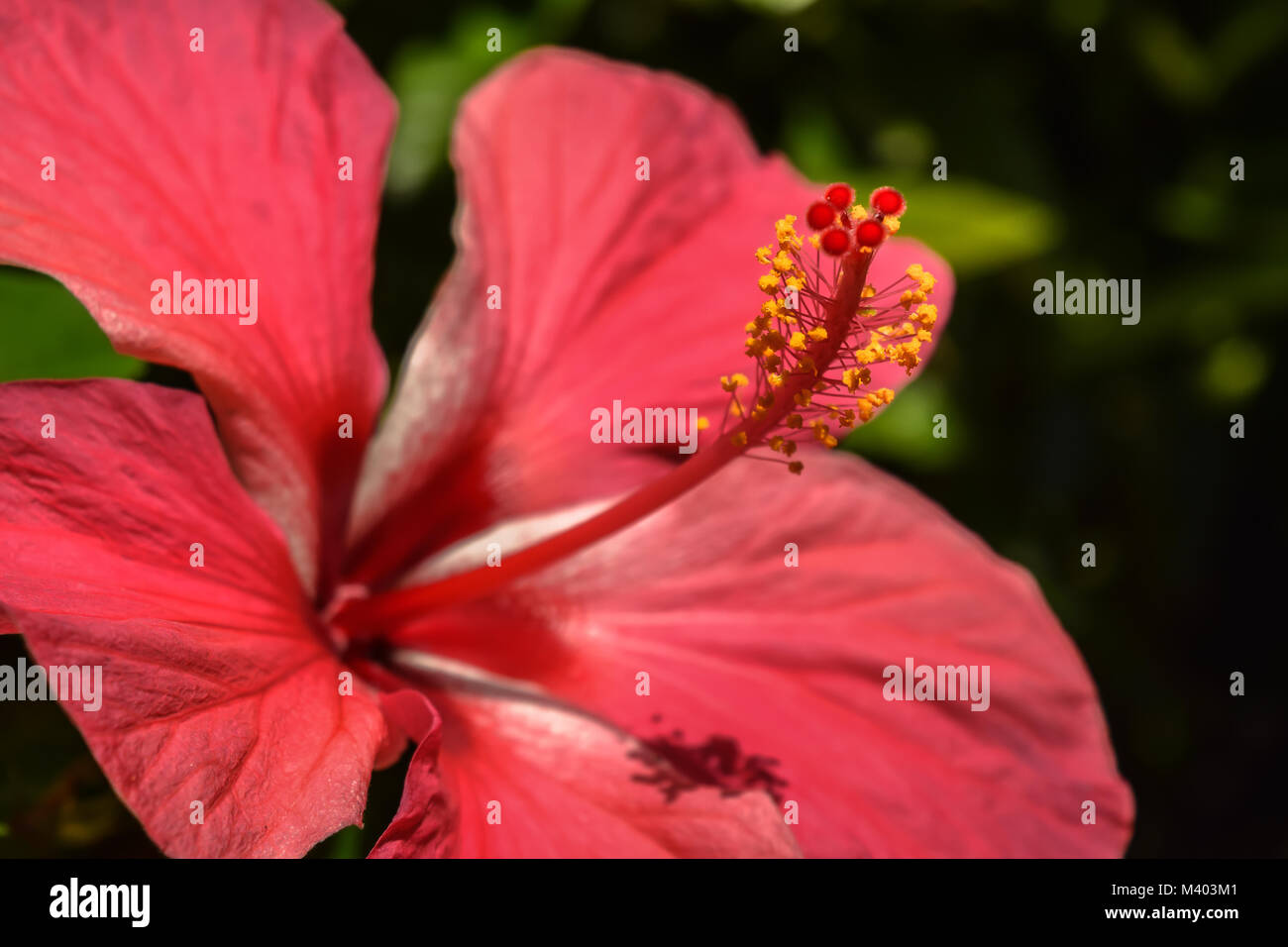 Close up of pink hibiscus flower showing stamen and stigma Stock Photo