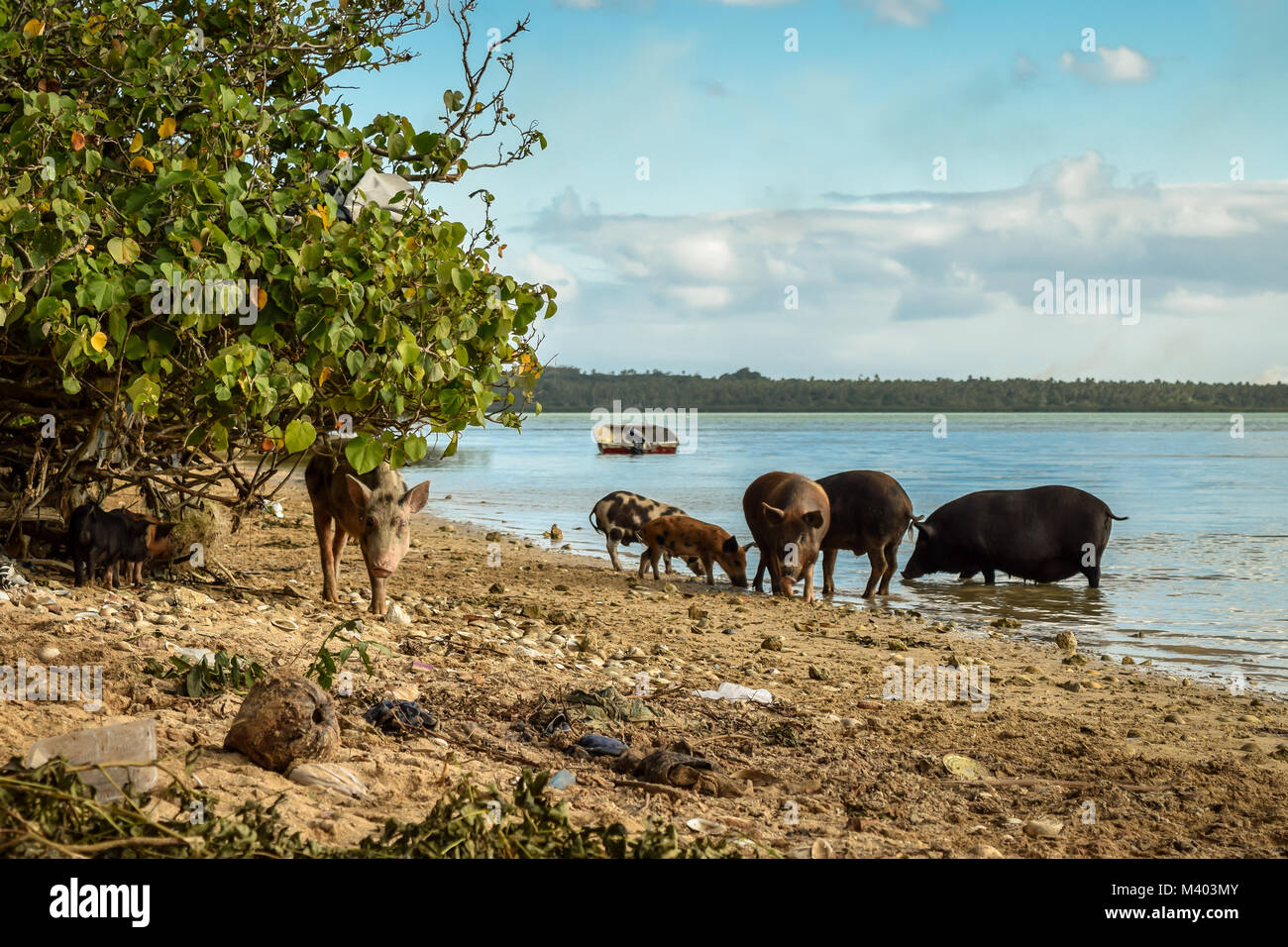 Group of fishing pigs looking for shellfish in the sea, Tonga Stock Photo