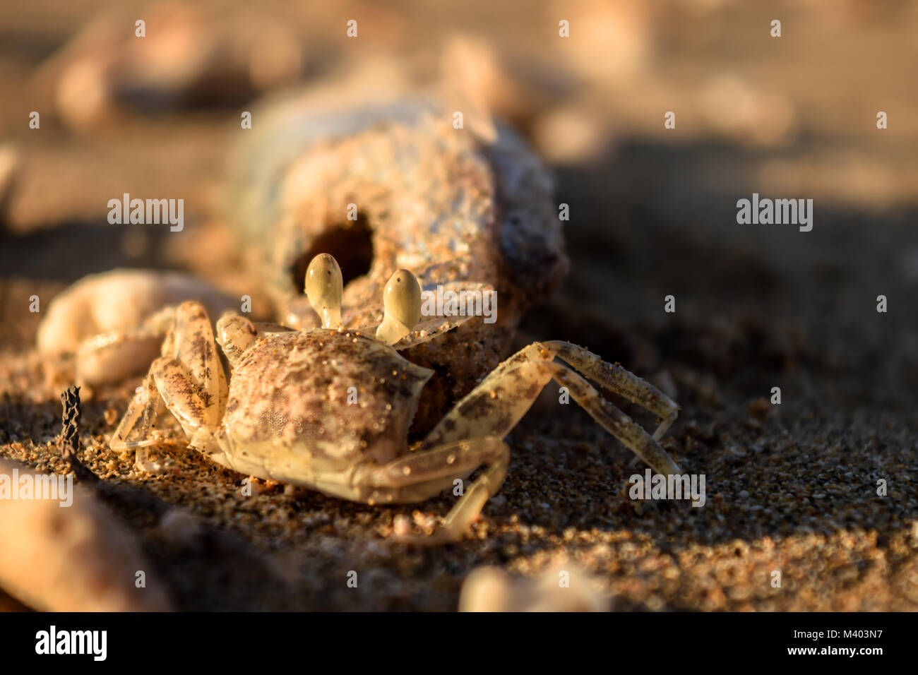 Small pale crab eating a dead fish on a beach at sunset Stock Photo