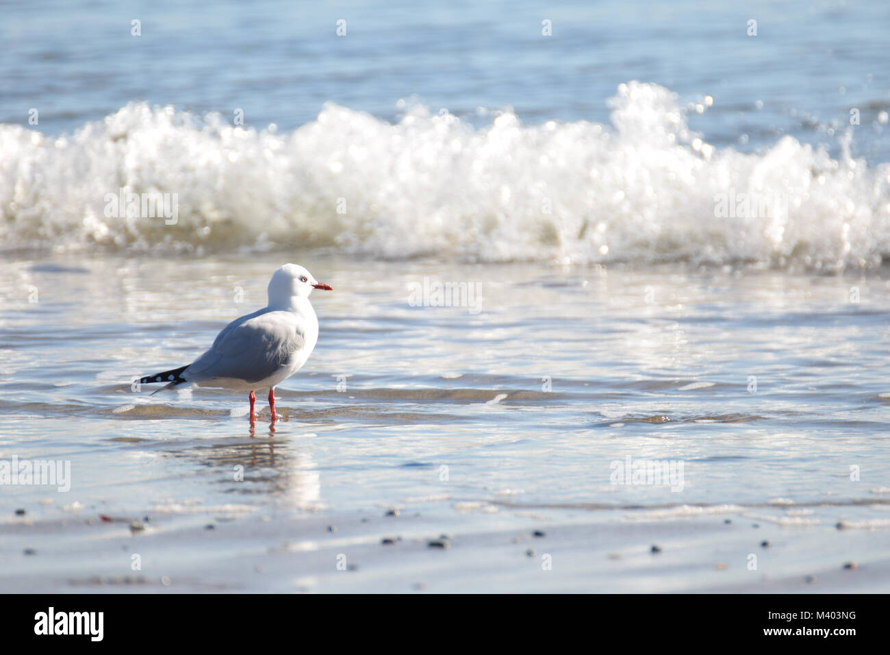 Red-billed gull standing in the surf looking out to the breaking wave Stock Photo