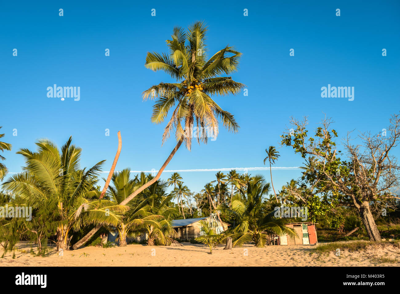 Full moon behind a coconut palm on a tropical beach in Uoleva, Tonga Stock Photo