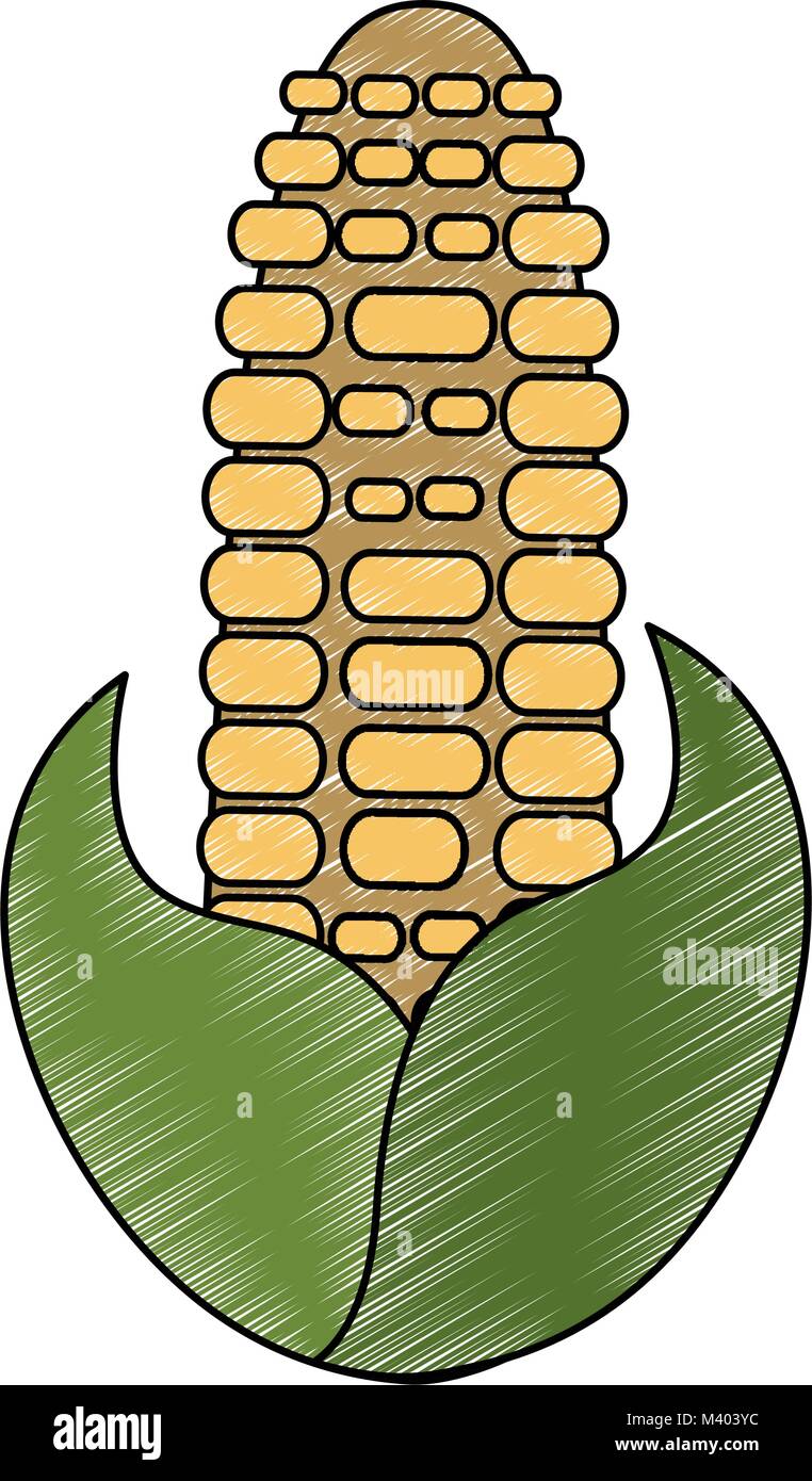 Corn vegetable isolated Stock Vector Image & Art - Alamy