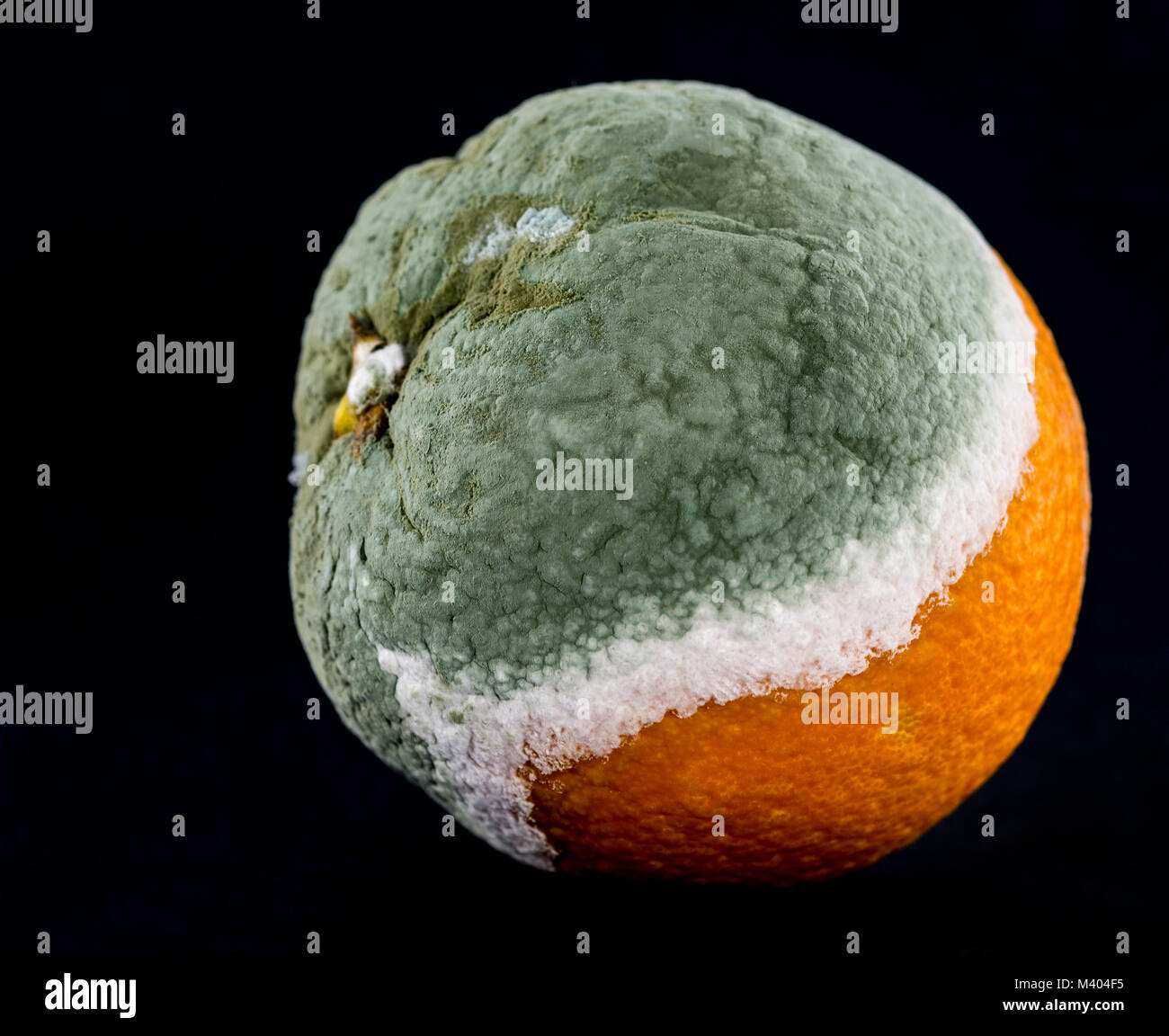 Orange Mould Stock Photos & Orange Mould Stock Images Alamy