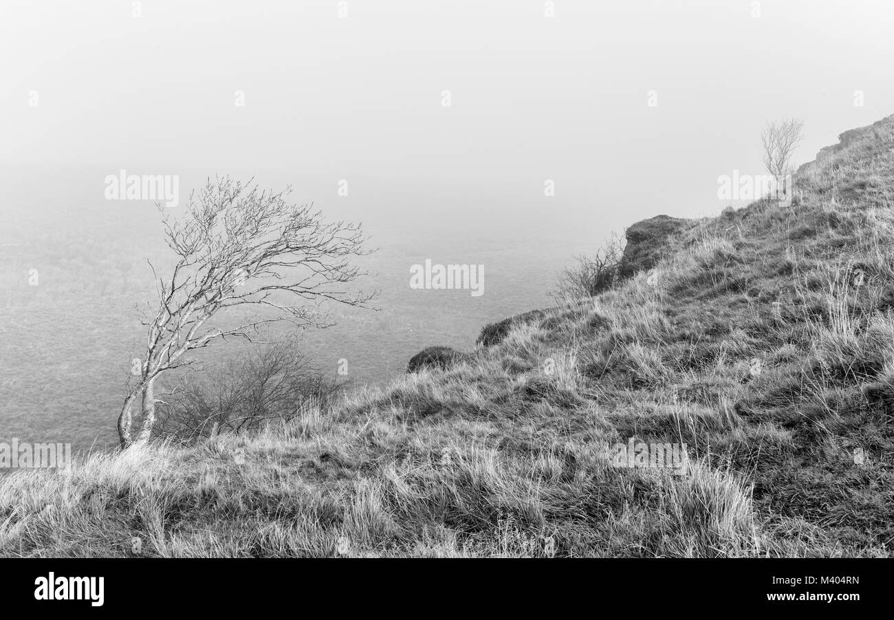 Windswept trees on a misty morning along Peel Crags and a glimpse of the vast landscape in national park near Hexam, Northumberland, UK. Stock Photo