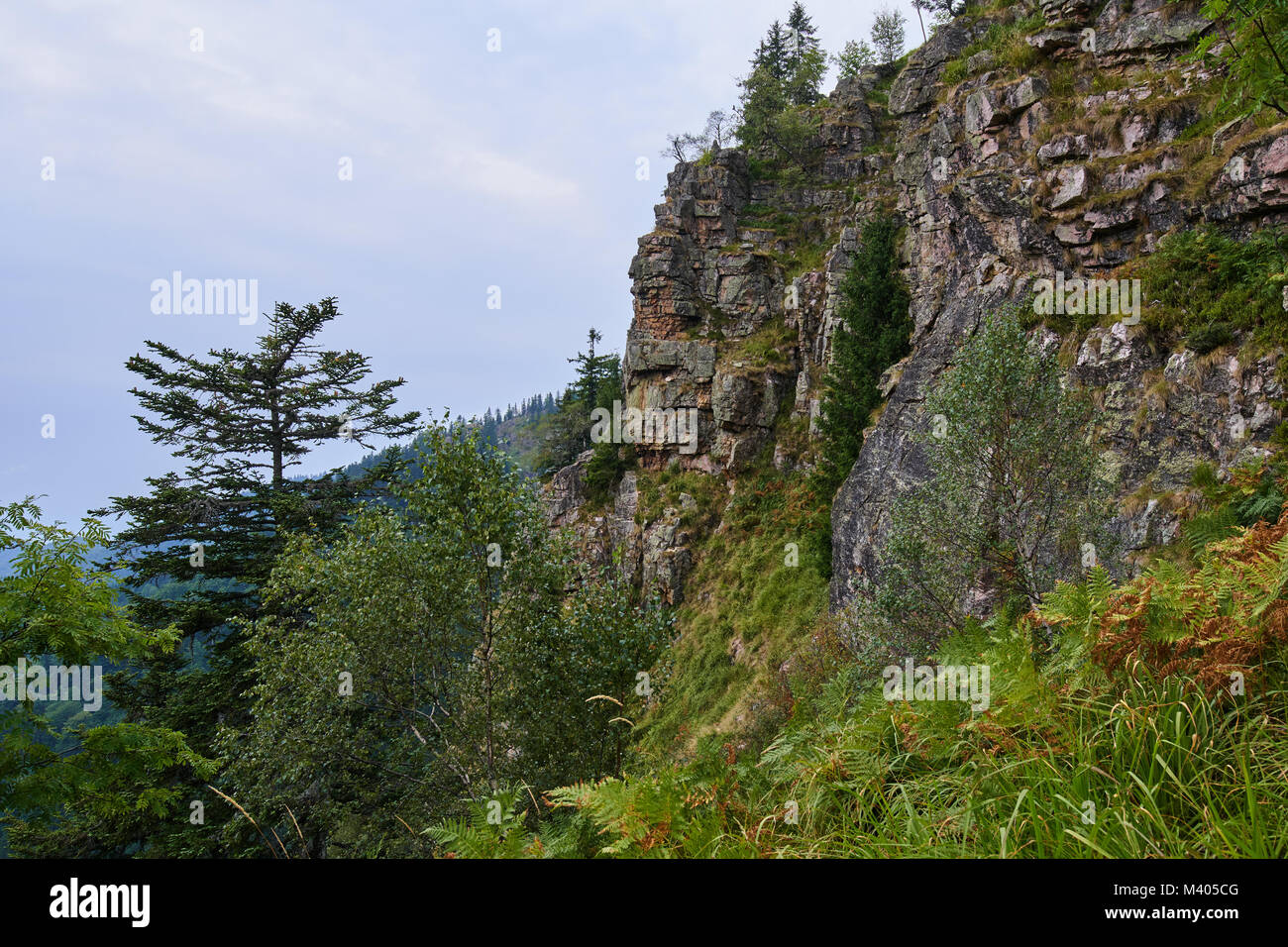 Landscape with mountains and pine forests in the summer Stock Photo - Alamy