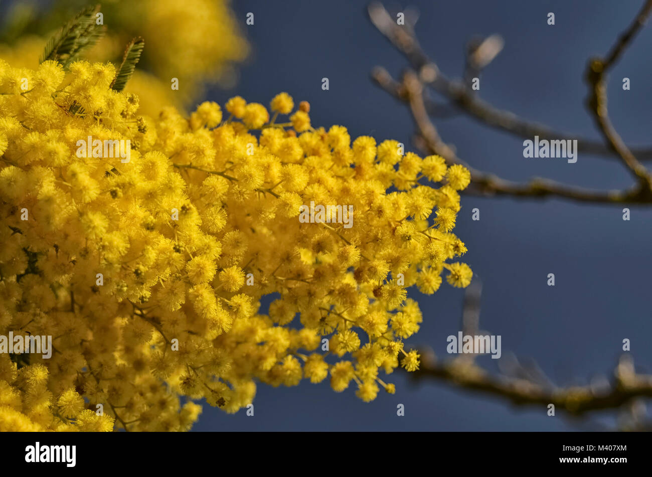 View of the symbol of the women's day in Italy Stock Photo Alamy