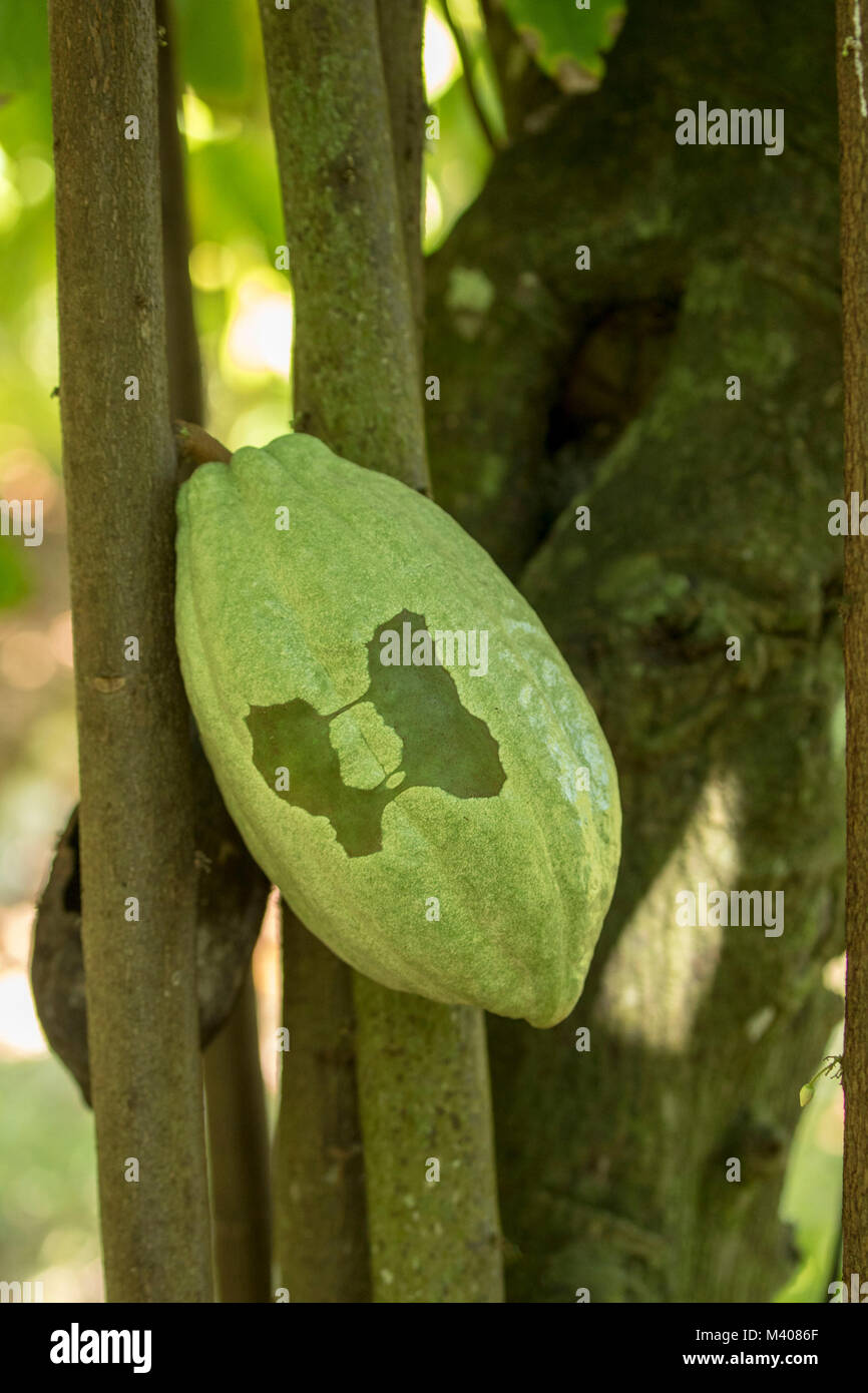 Cocoa pods on the tree being grown on a subsistence farm, Saint Thomas
