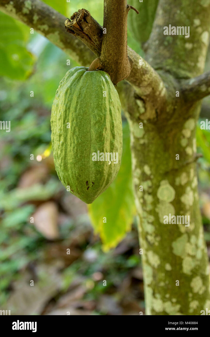 Cocoa pods on the tree being grown on a subsistence farm, Saint Thomas