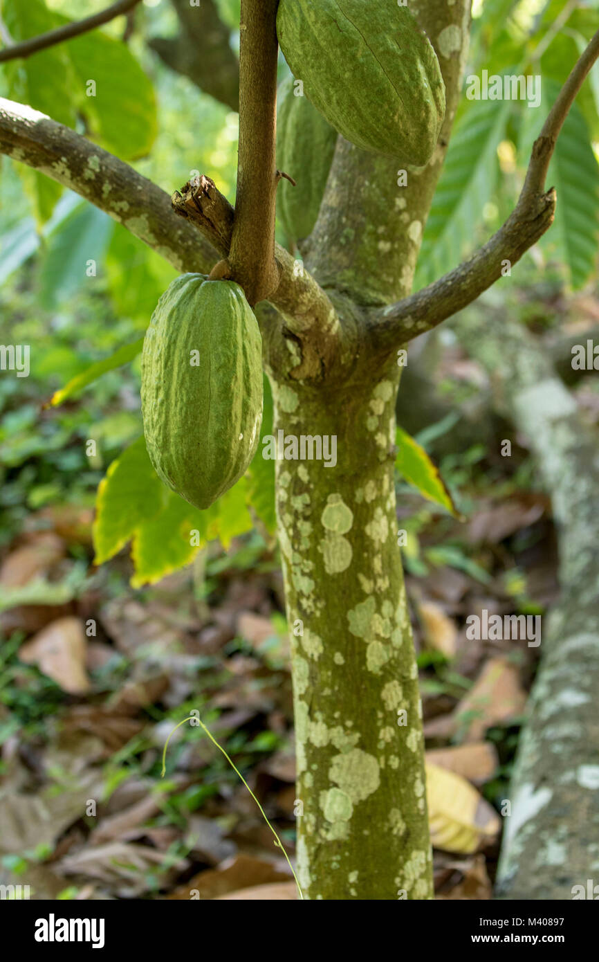Tetteh quarshie cocoa farm hires stock photography and images Alamy