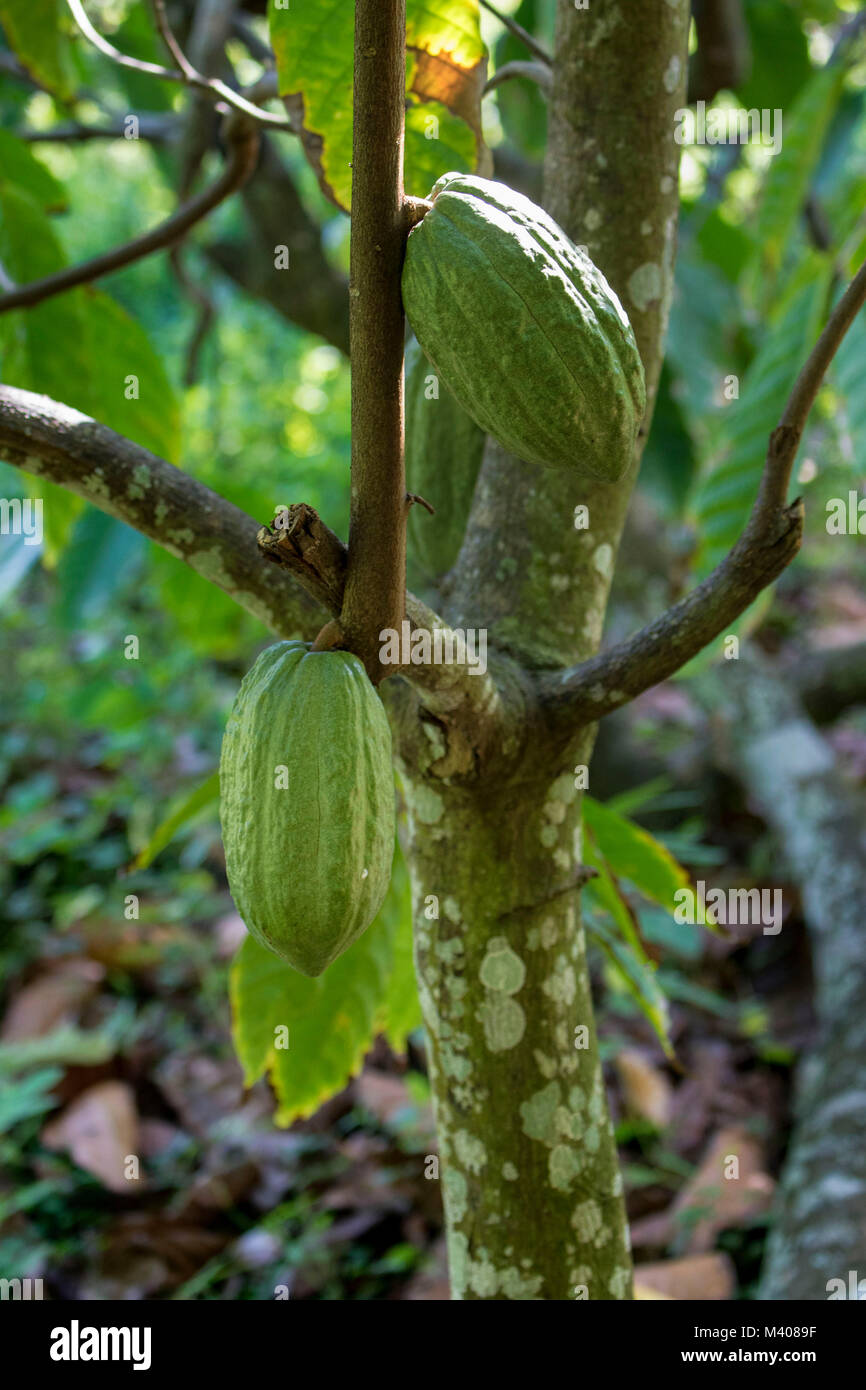 Cocoa Farming High Resolution Stock Photography and Images Alamy
