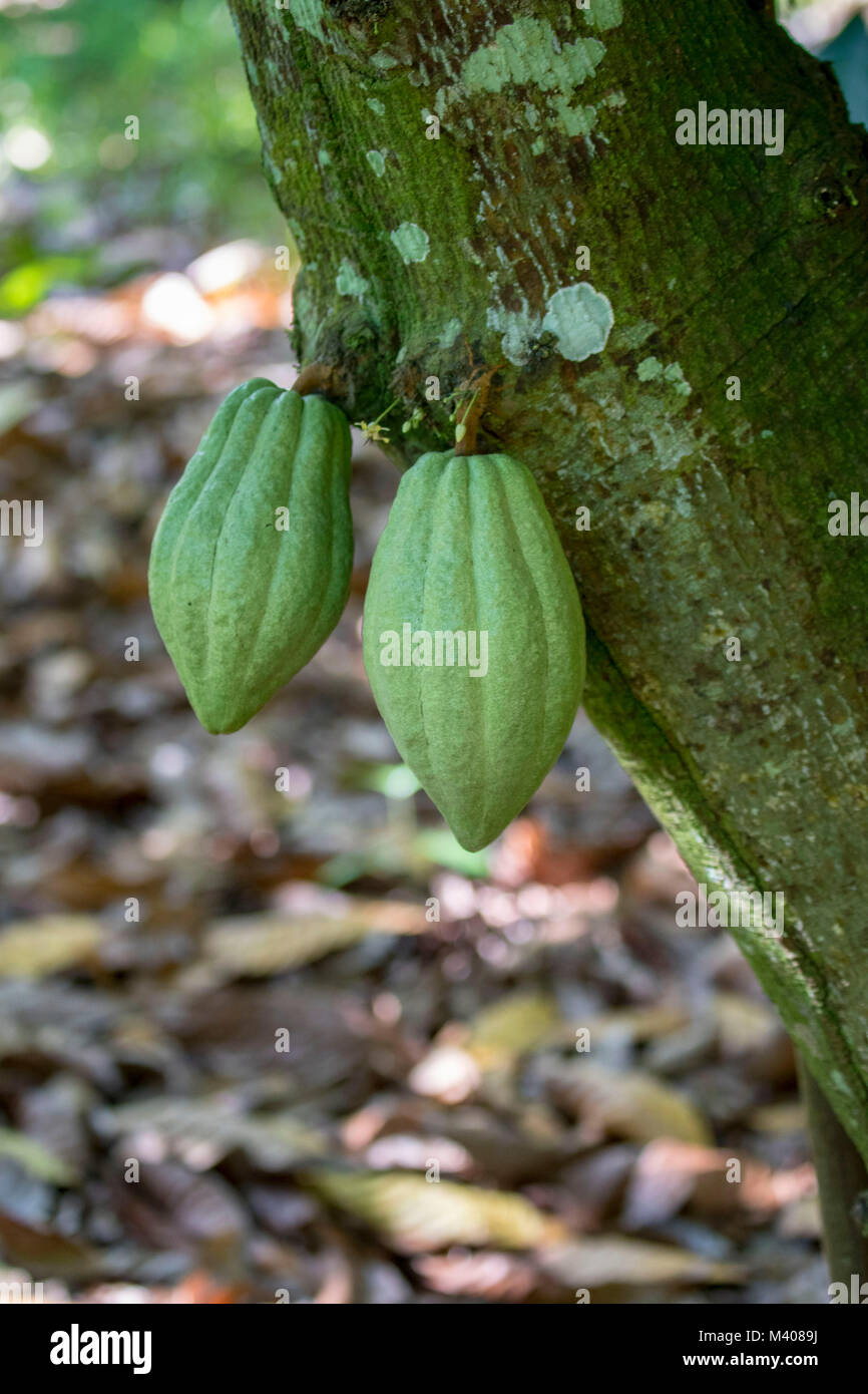 Cocoa Farming High Resolution Stock Photography and Images Alamy