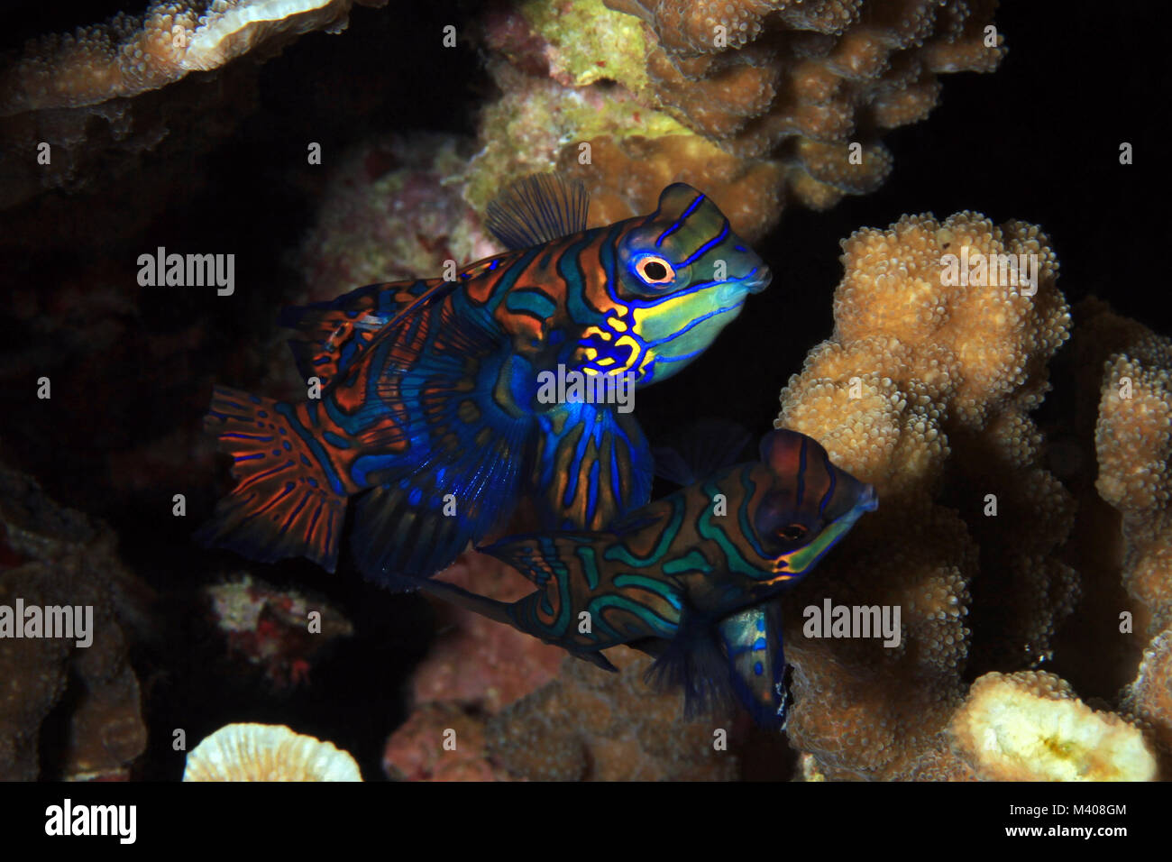 Mandarinfish Couple (aka Mandarin Dragonet, Synchiropus splendidus), about to Mate. Moalboal, Philippines Stock Photo
