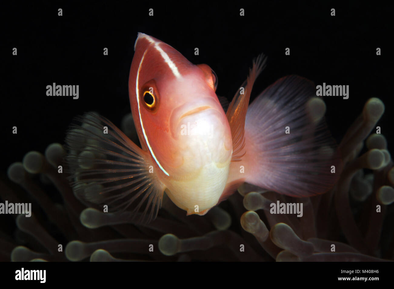 Skunk Fish Close-up of a Pink Anemonefish (aka Pink Skunk Clownfish) Amphiprion ...