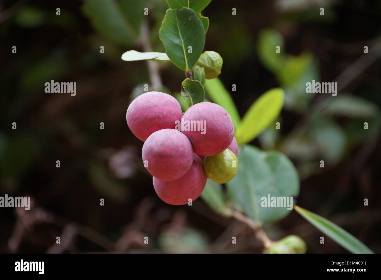 Coco plum, Chrysobalanus icaco Stock Photo