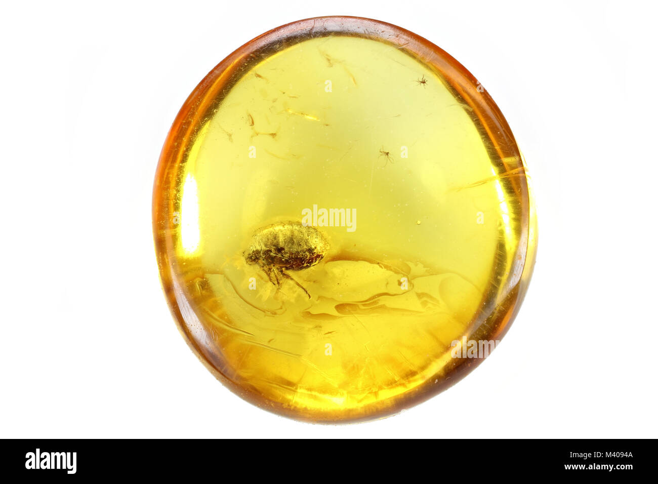 Baltic amber with aphid isolated on white background Stock Photo