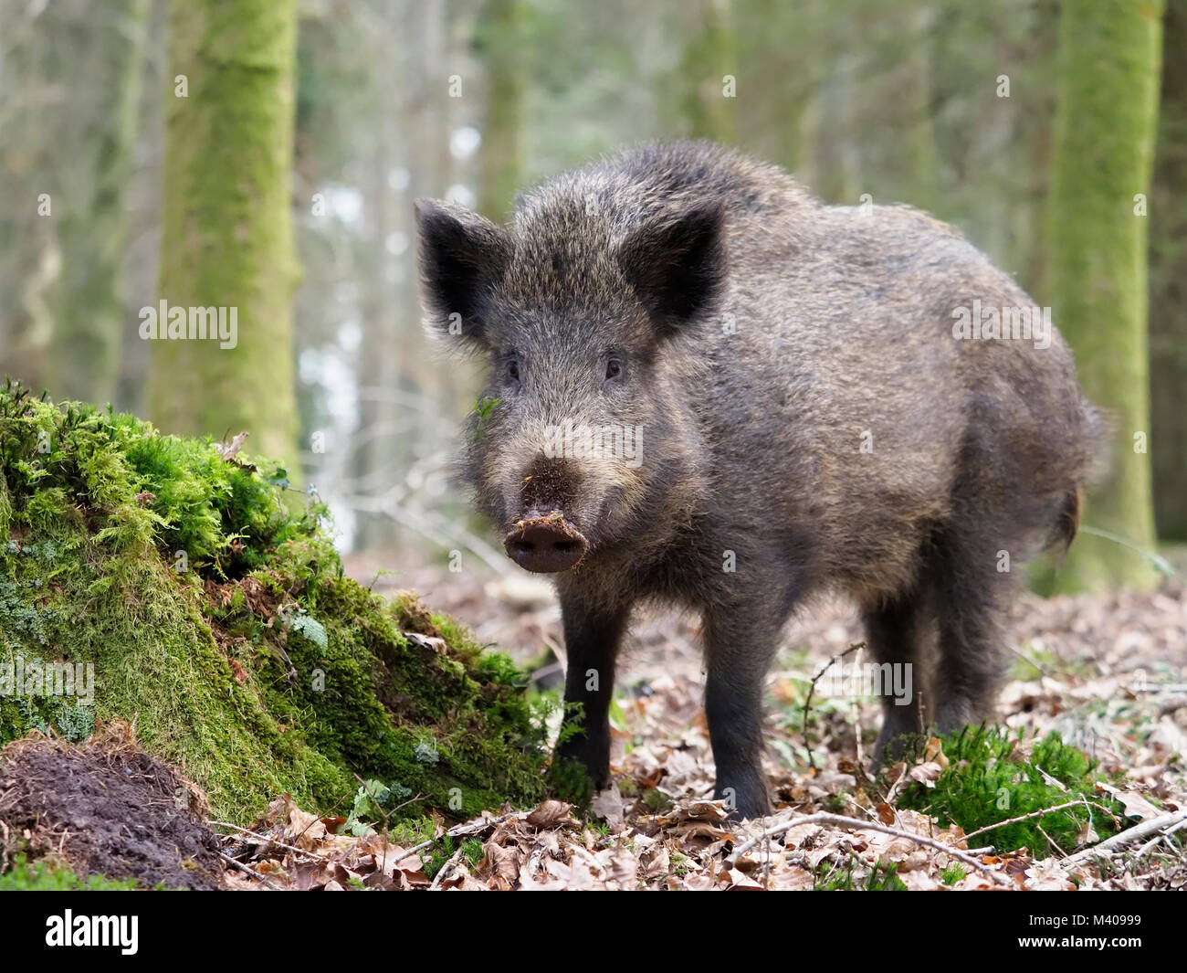 Wild boar, Sus scrofa, single animal, Forest of Dean, Gloucestershire, February 2018 Stock Photo