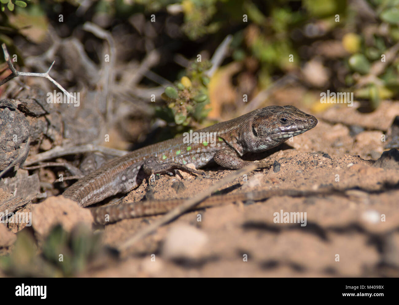 Atlantic Lizard (Gallotia atlantica) endemic reptile of Fuerteventura Spain. Stock Photo