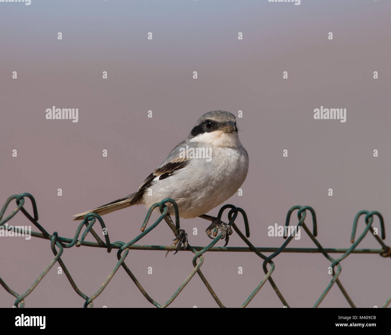 Southern Grey Shrike (Lanius meridionalis) on the Canary Island Fuerteventura Spain sat on a wire fence in full sun. Stock Photo