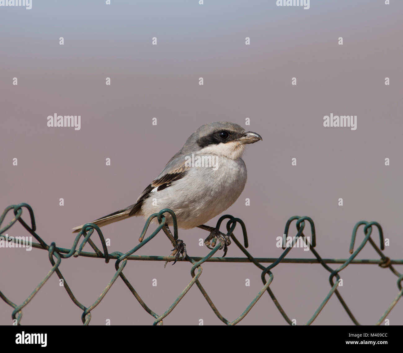 Southern Grey Shrike (Lanius meridionalis) on the Canary Island Fuerteventura Spain sat on a wire fence in full sun. Stock Photo