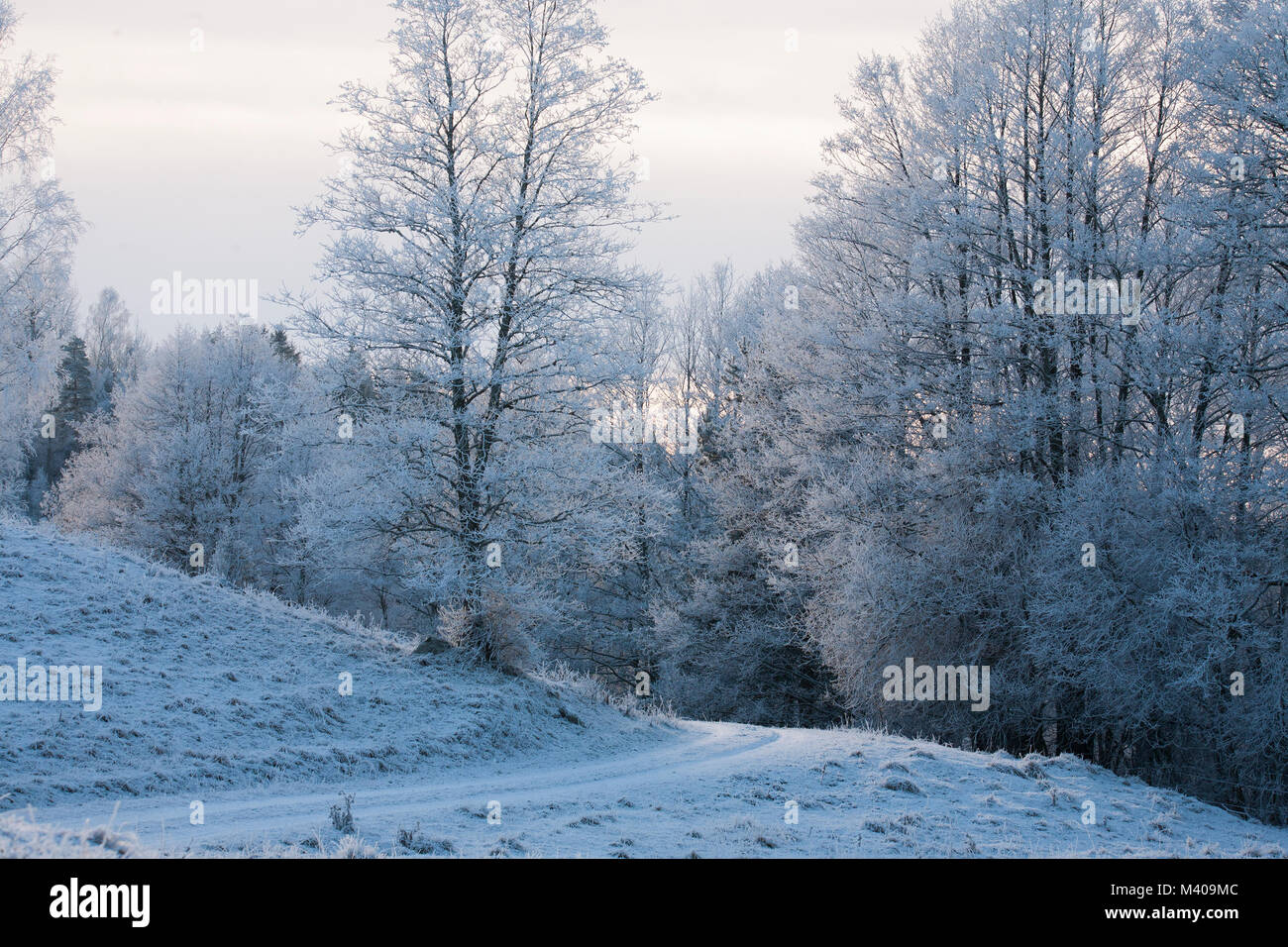 FOREST ROAD in winter landscape with the trees in frost costume Stock ...