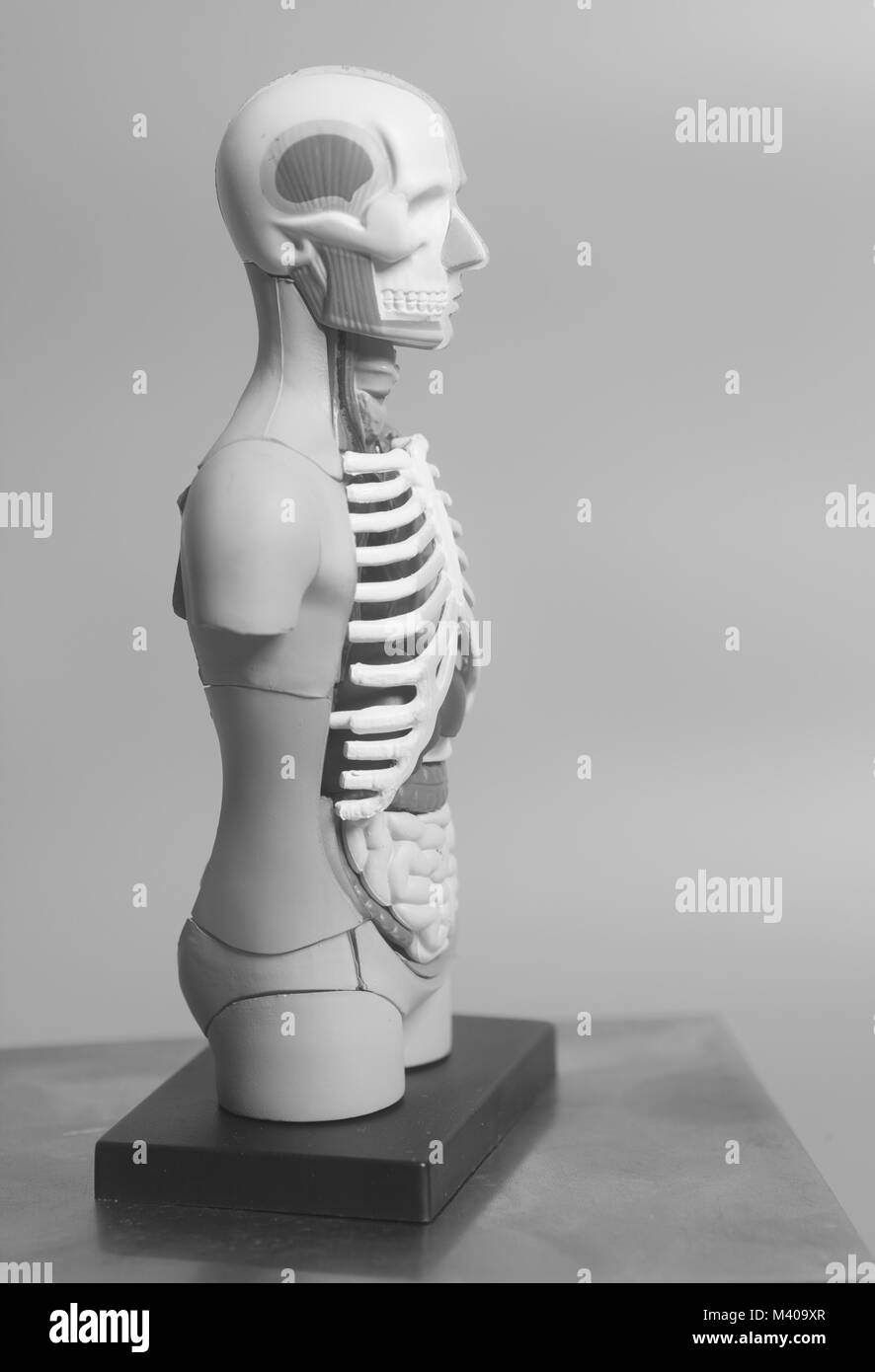 Human Body Anatomy Model on white background Stock Photo Alamy
