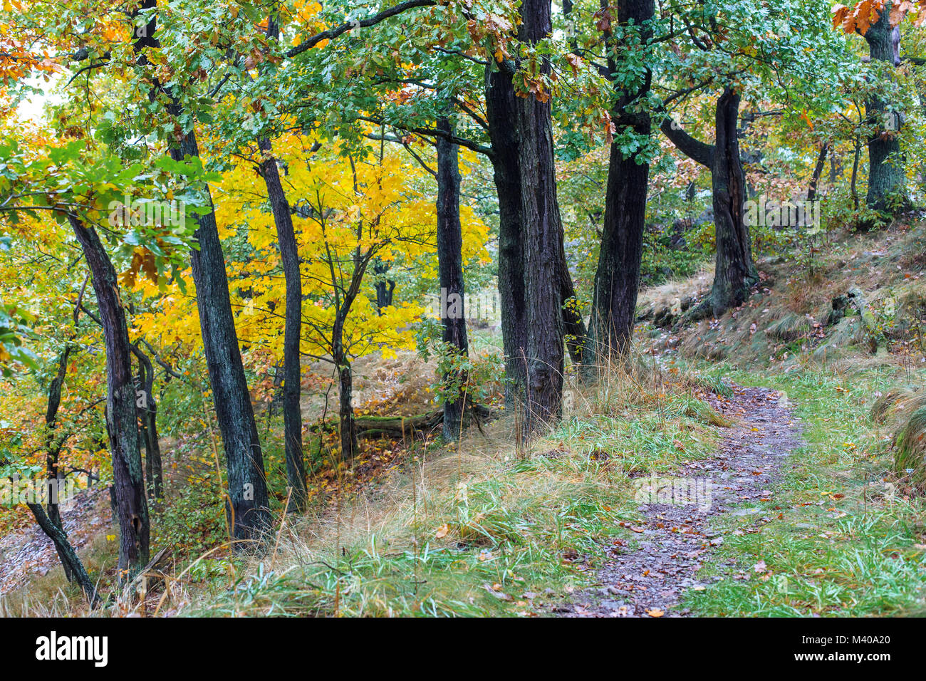 Herbstimpressionen aus dem Selketal im Harz Stock Photo