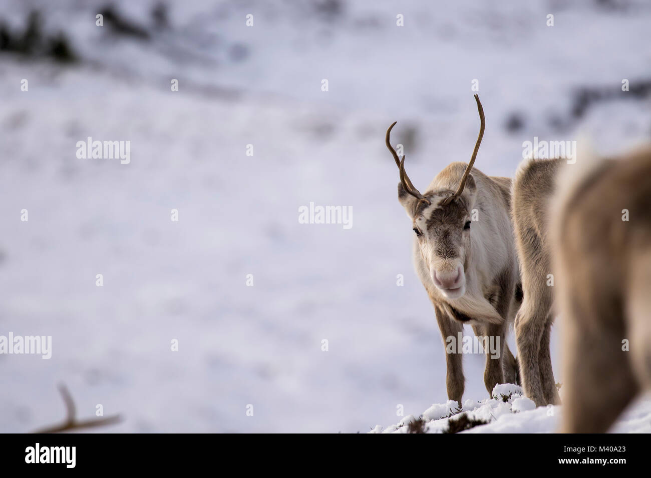reindeer, Rangifer tarandus, grazing, foraging in the snow on a windy ...