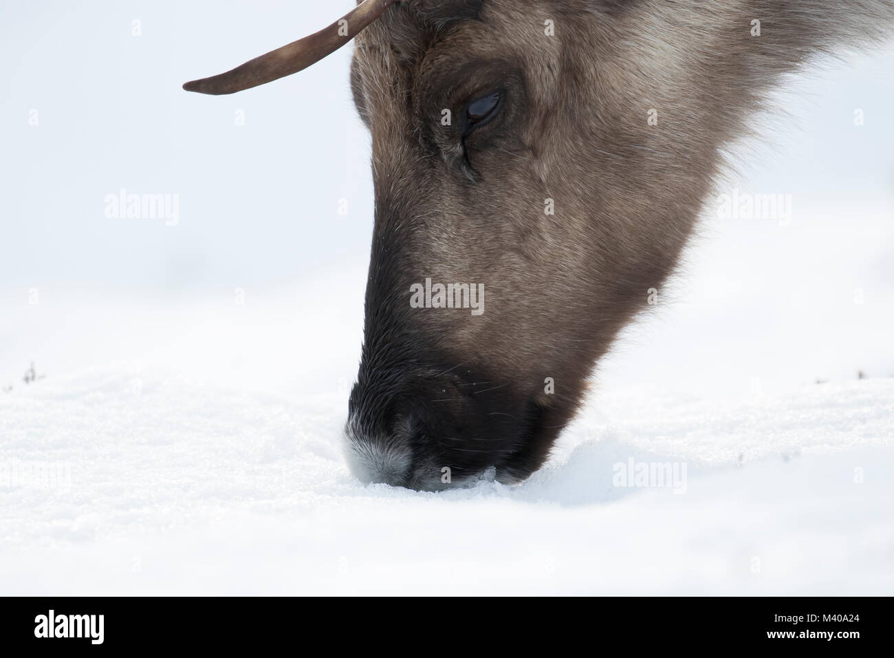 reindeer, Rangifer tarandus, grazing, foraging in the snow on a windy ...