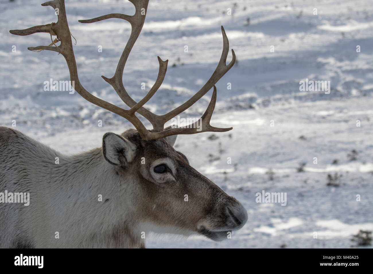 reindeer, Rangifer tarandus, grazing, foraging in the snow on a windy ...