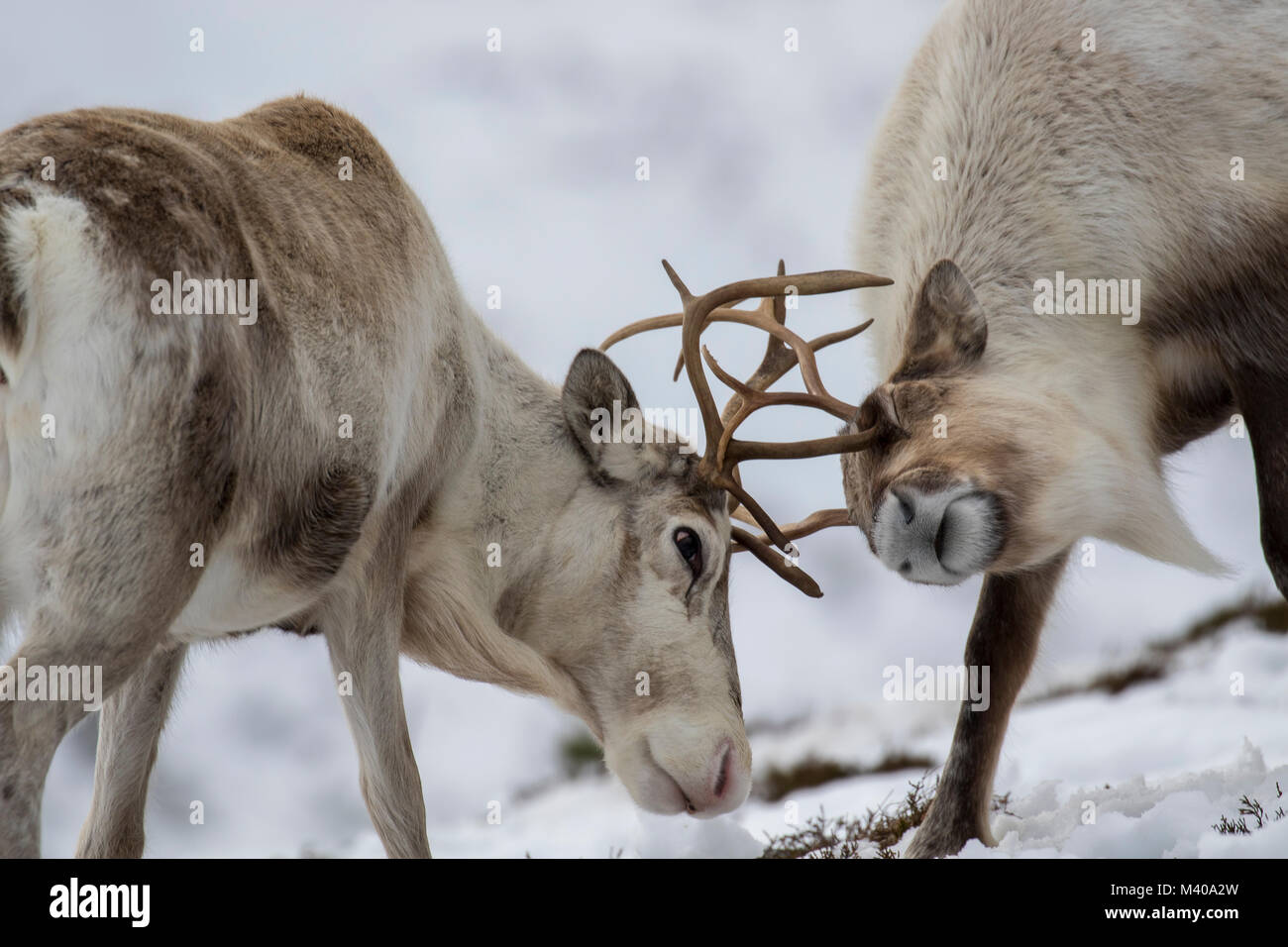 reindeer, Rangifer tarandus, grazing, foraging in the snow on a windy ...