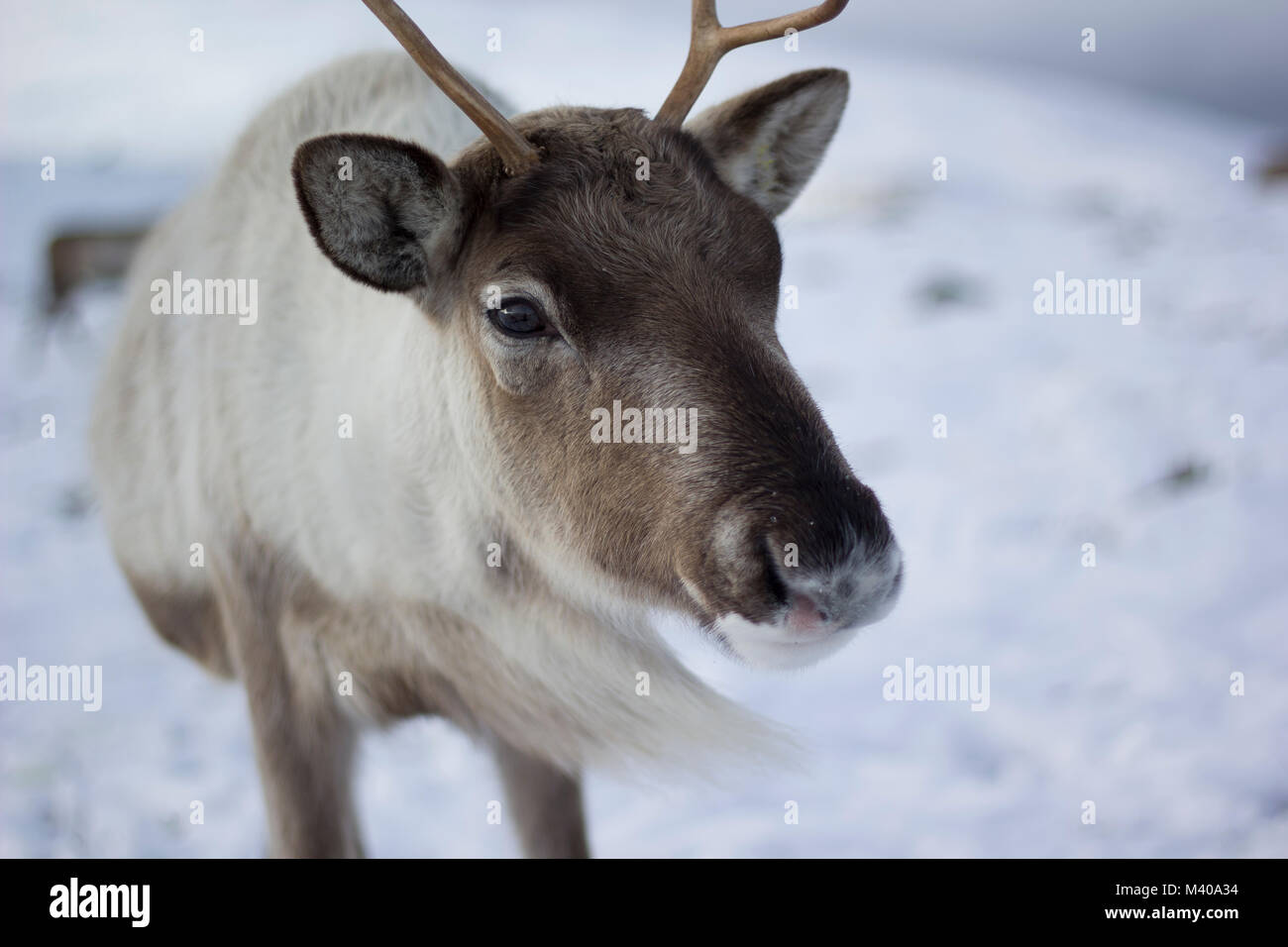 reindeer, Rangifer tarandus, grazing, foraging in the snow on a windy ...