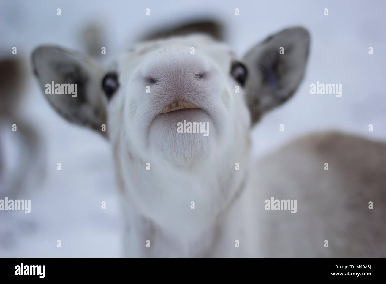 reindeer, Rangifer tarandus, grazing, foraging in the snow on a windy ...