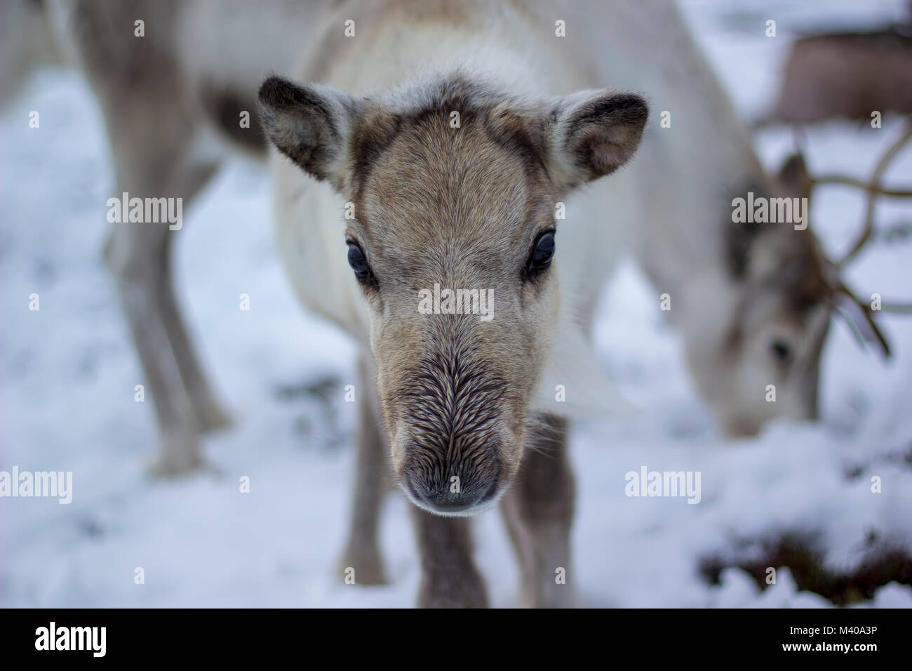 reindeer, Rangifer tarandus, grazing, foraging in the snow on a windy ...
