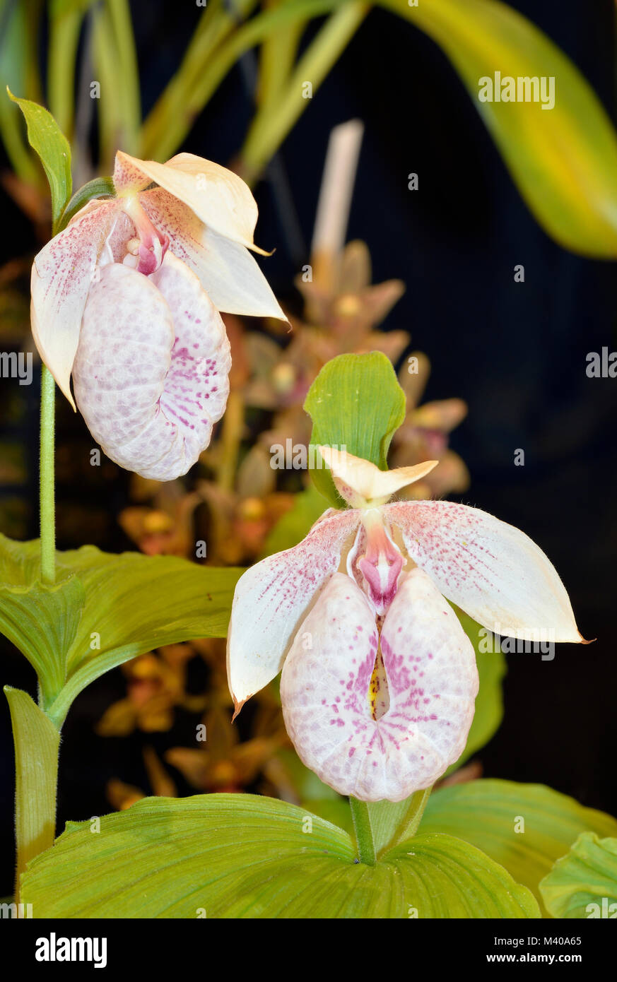 Formosa Ladys Slipper Orchid Cypripedium formosanum Two Flowers Stock