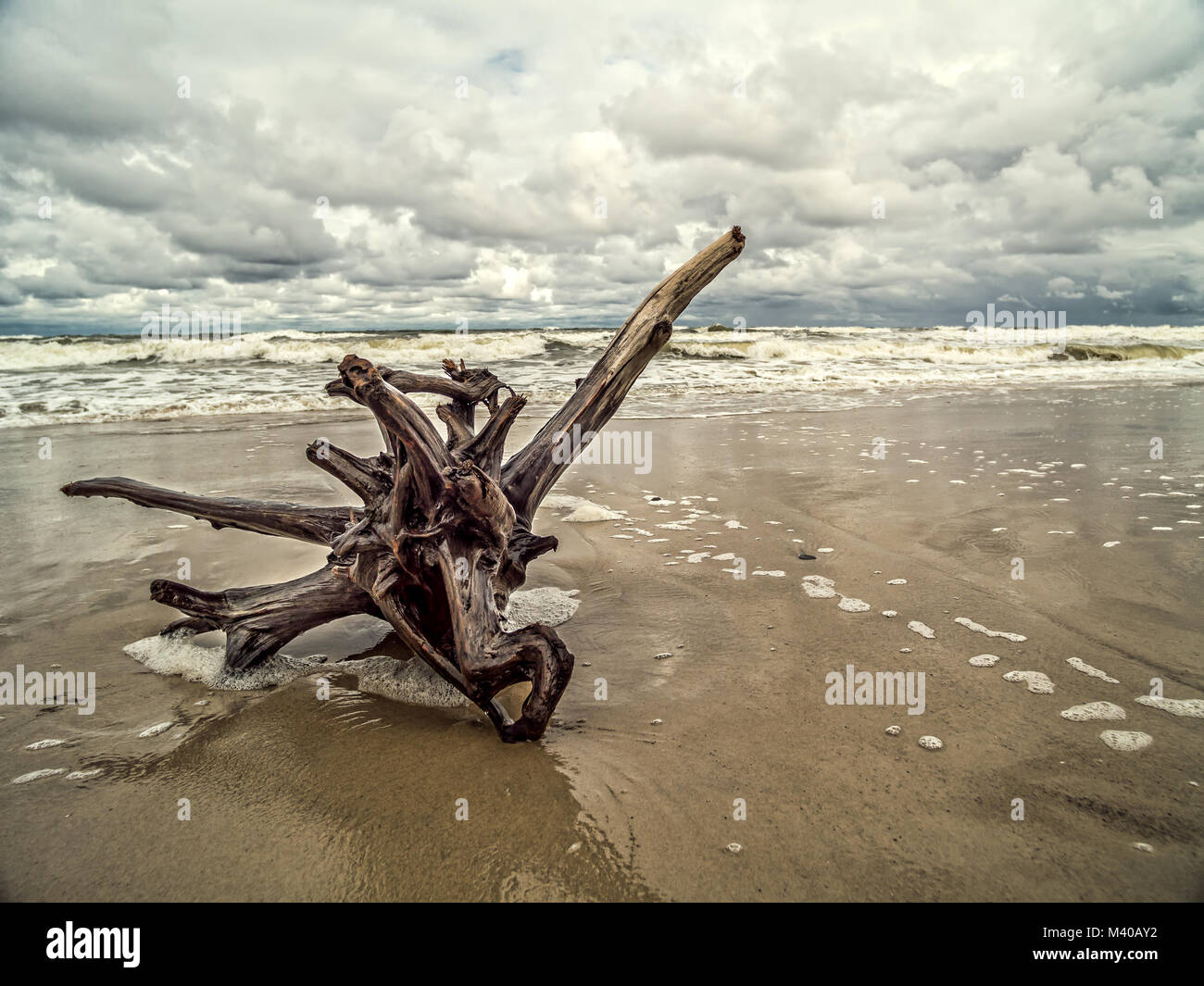 Tree limb washed ashore on wet sand Stock Photo