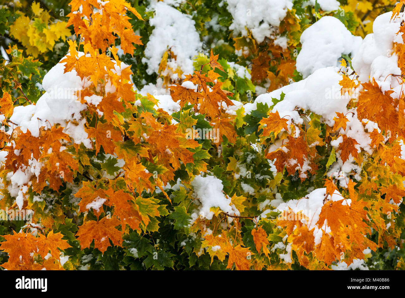 Wintereinbruch im Herbst Herbststimmung Stock Photo