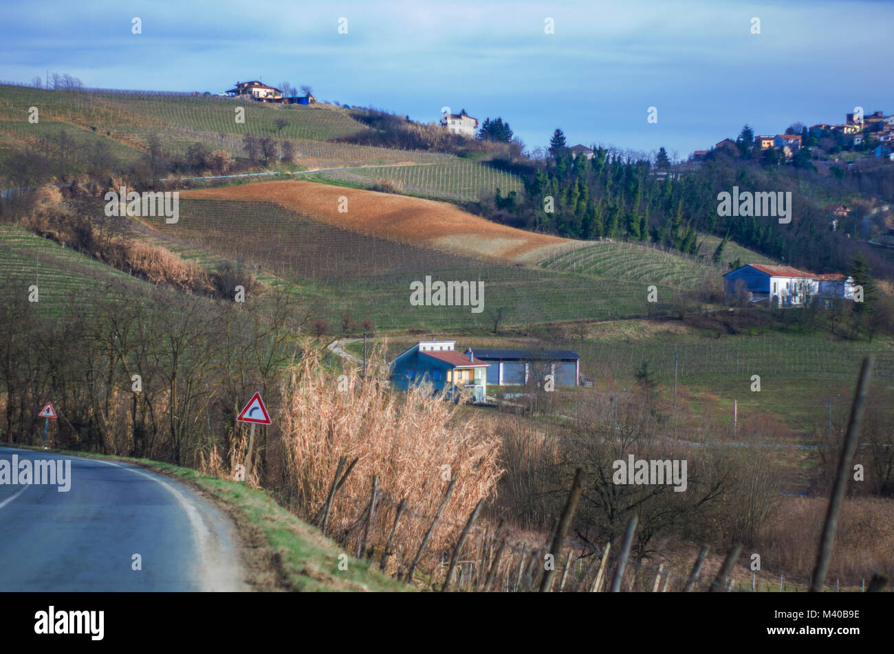 vine growing on the hills of Monferrato, Italy Stock Photo