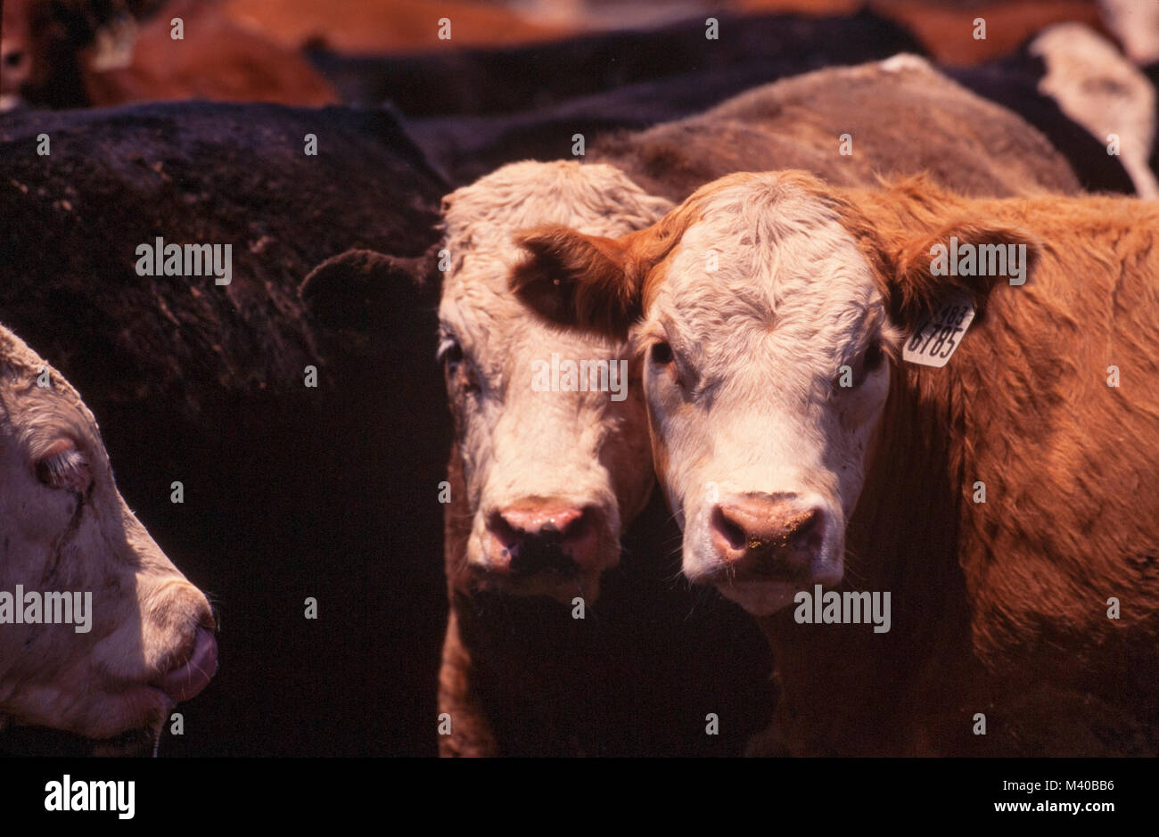 Cattle marked with identifying ear tags await slaughter as they are ...