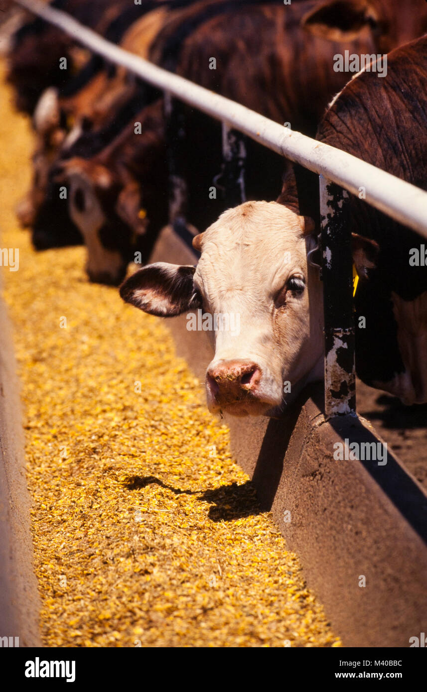 Cattle marked with identifying ear tags await slaughter as they are ...