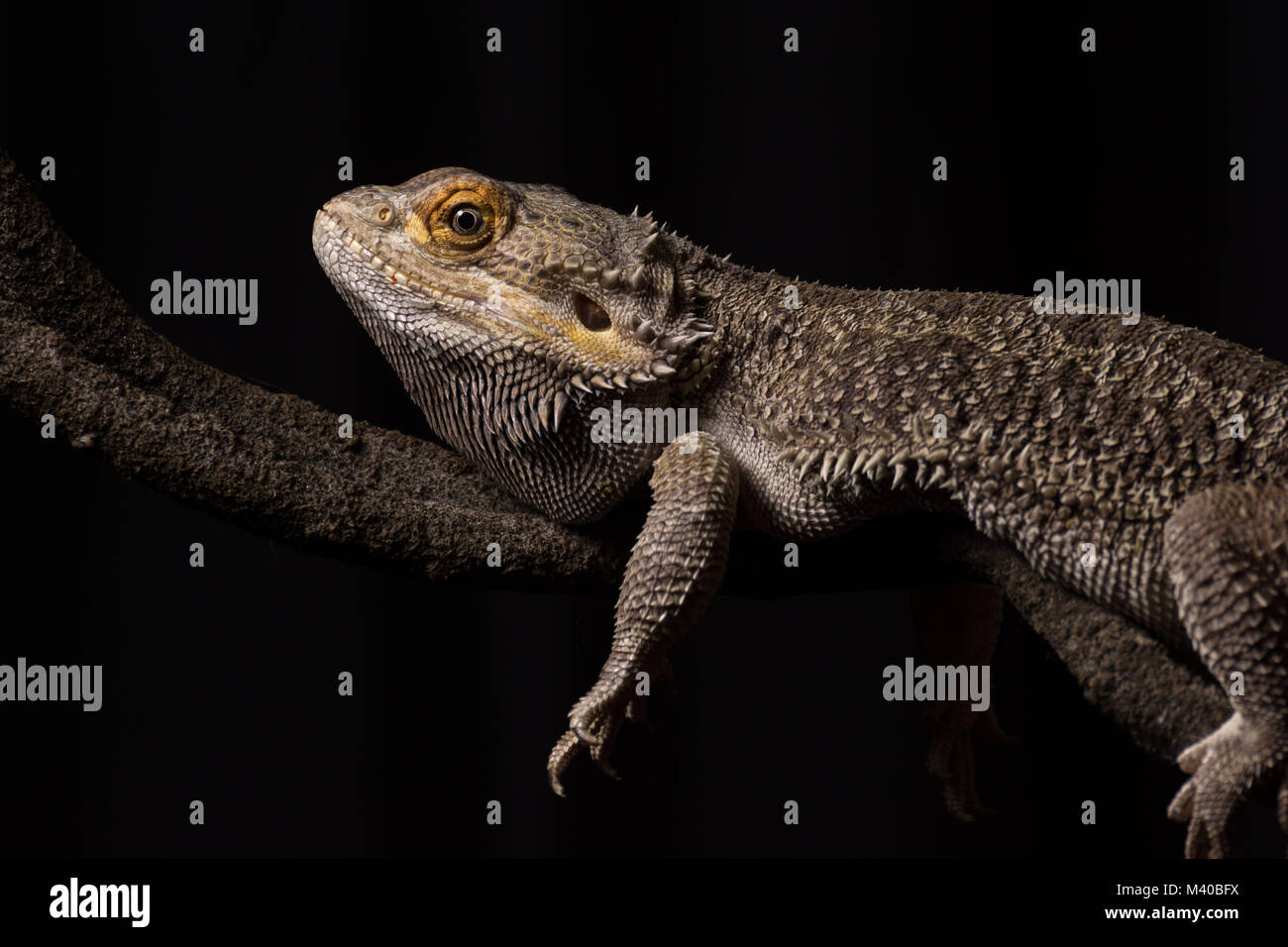 A male bearded dragon laying on a plastic vine Stock Photo Alamy