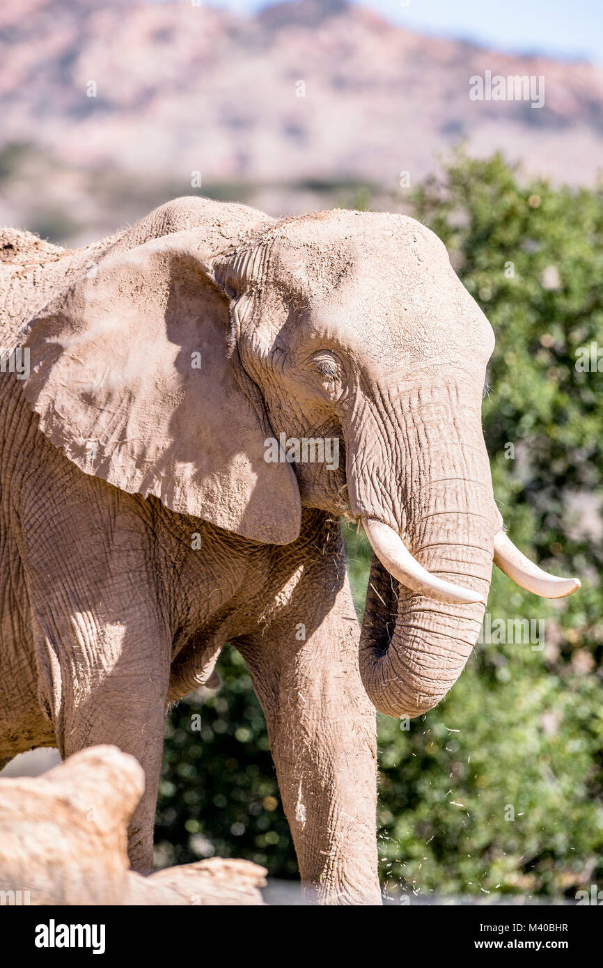 A large wild elephant standing in the hot sun is covered in mud to help keep him cool Stock Photo
