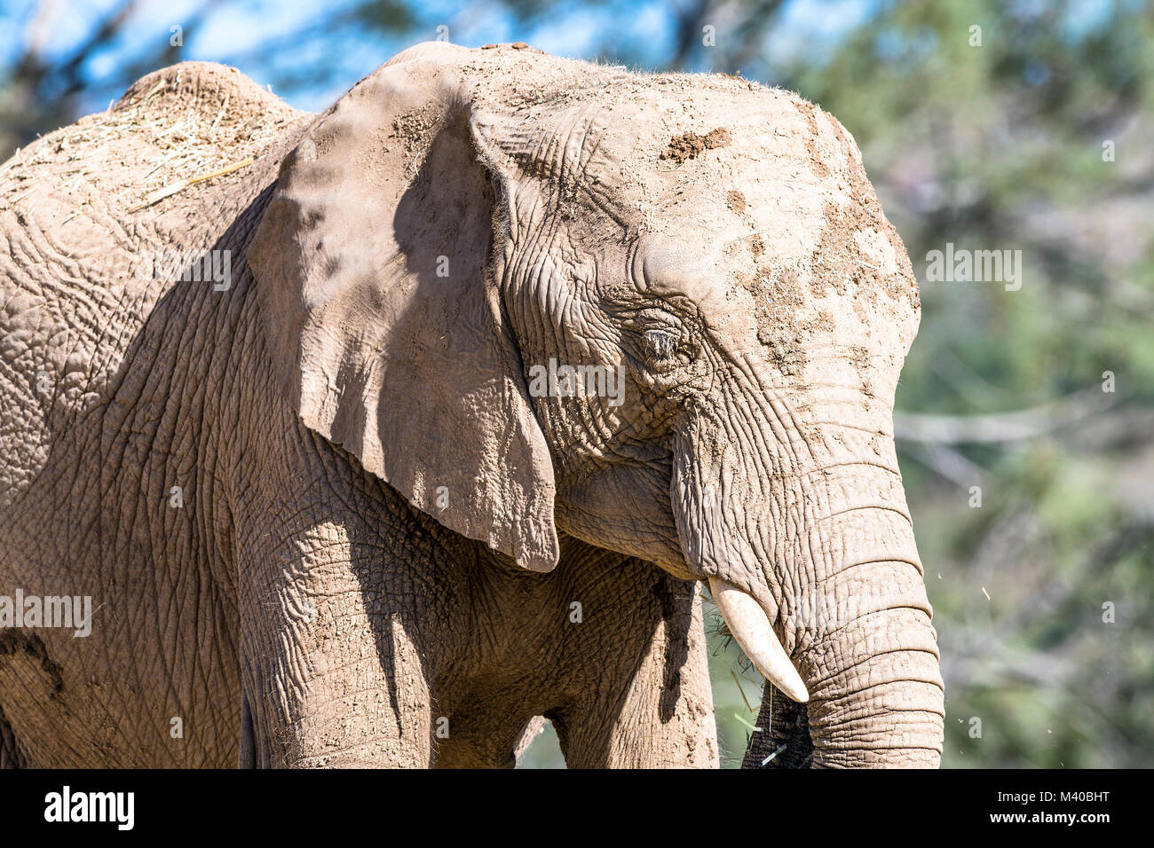 A large wild elephant standing in the hot sun is covered in mud to help ...