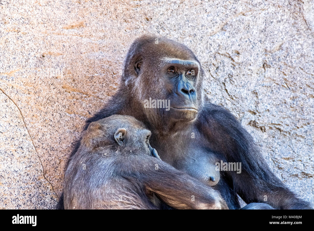 A female silverback gorilla with her young offspring shows the bond between mother and infant. Stock Photo