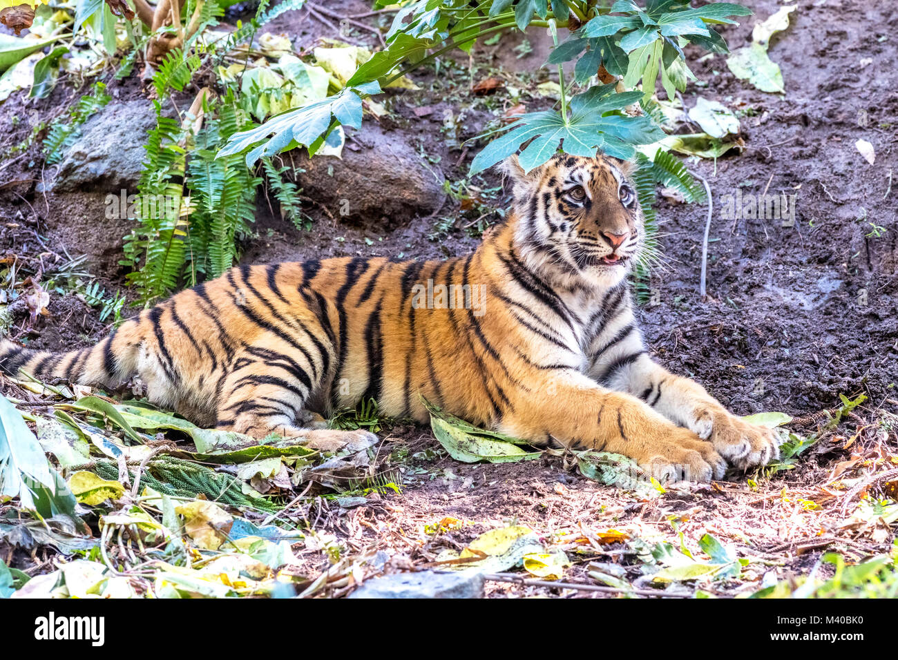 A rare and powerful Sumatran tiger rests in a shaded area during a safari Stock Photo